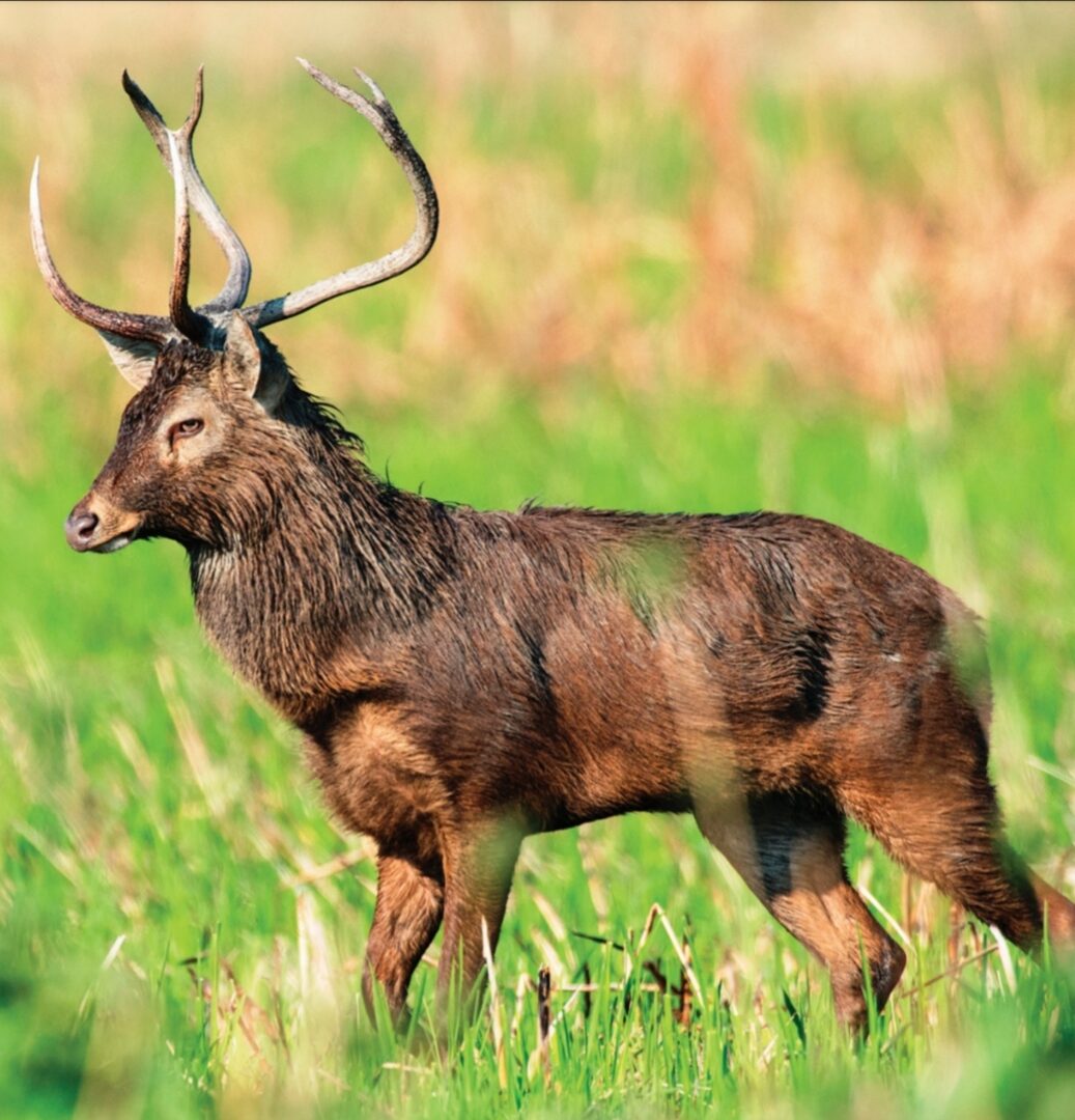 Manipur's dancing deer | Keibul Lamjao National Park | UPSC